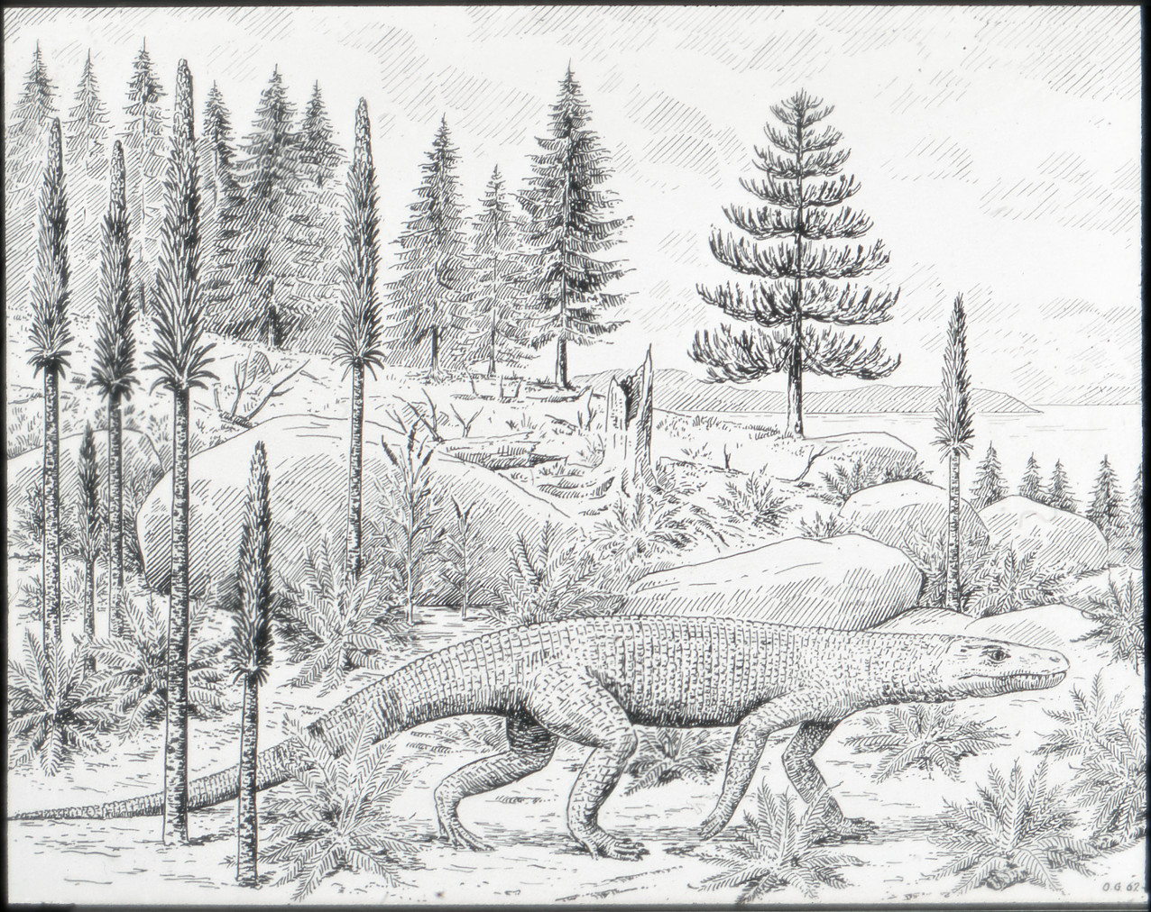 Ticinosuchus ferox, Rekonstruktion